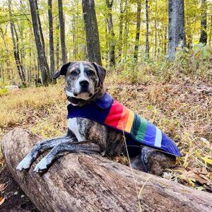 Pendleton Crater Lake National Park Fleece Dog Coat